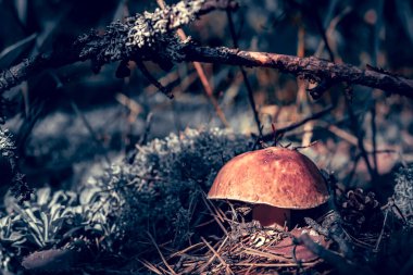Güneşli bir günde ormanda yosunların arasında beyaz mantar.