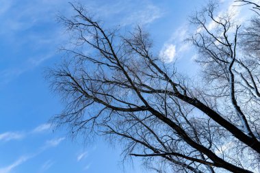 Ağaç kuru alt görünümü taçlandırır