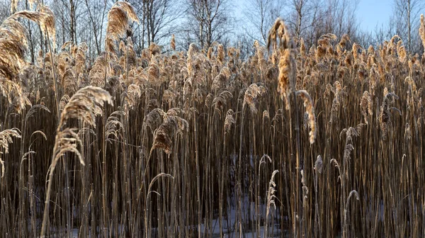 Přirozeně Krásné Pozadí Suchá Zlatá Tráva Pokrytá Mrazem Slunci Při — Stock fotografie