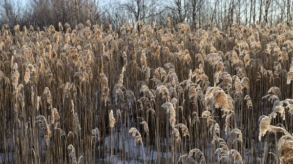Φυσικό Όμορφο Φόντο Ξηρό Χρυσό Γρασίδι Καλυμμένο Παγετό Στον Ήλιο — Φωτογραφία Αρχείου