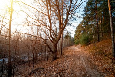 Sisli sonbahar ormanında gün batımı