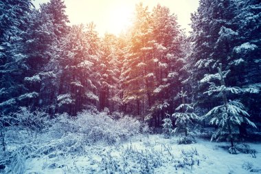 Güneşli bir günde karla kaplı ağaçlarla güzel bir kış manzarası