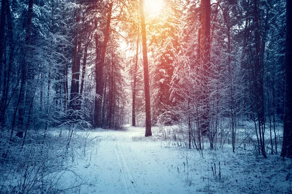 Hermoso Paisaje Invierno Con Árboles Cubiertos Nieve Día Soleado — Foto de Stock