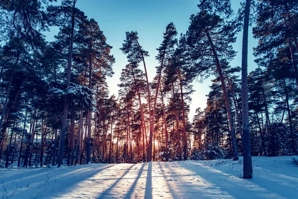 Paisaje Invernal Parque Día Frío Soleado Rusia — Foto de Stock