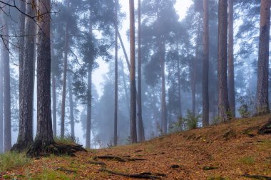 Sonbahar sisli çam ormanları sabahları