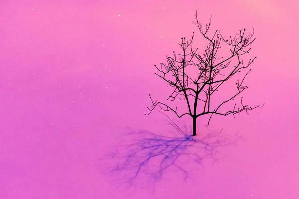 雪の中 提灯のピンクの光の中で孤独な木 ミニマルな冬の風景 — ストック写真