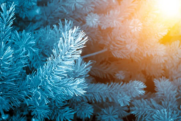 Floresta Inverno Com Árvores Coníferas Com Pinheiros Jovens Neve Inverno — Fotografia de Stock