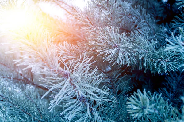 Winterwald Mit Nadelbäumen Mit Jungen Kiefern Schnee Winter Tagsüber Naturkalender — Stockfoto