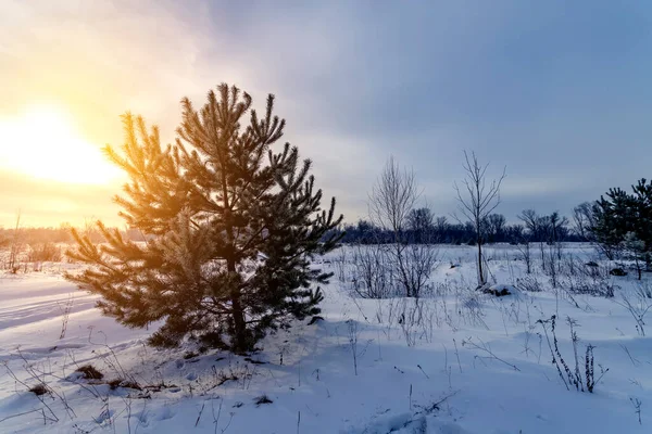 Kış ormanı kozalaklı ağaçlarla kaplı, kış mevsiminde genç çamlar karla kaplı. Doğa takvimi. Kış ve Noel konsepti.
