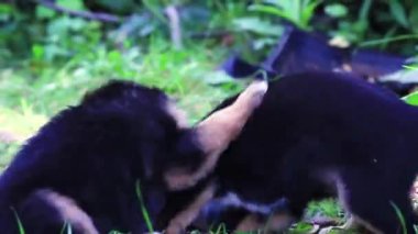 Çimenlerde kavga eden iki genç köpek..