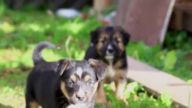 Çimenlerde kavga eden iki genç köpek..