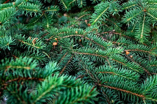 Fondo de las ramas del árbol de Navidad. ramas de abeto verde. — Foto de Stock