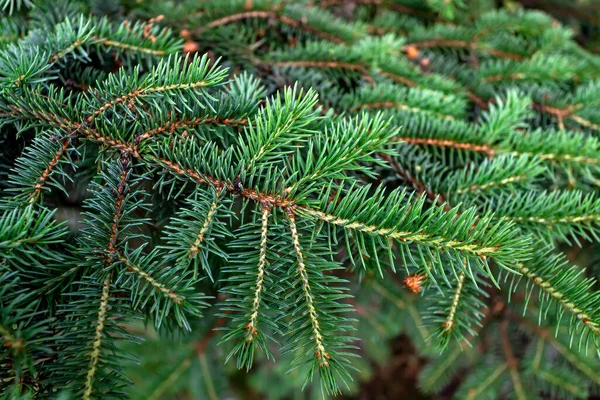 Fondo de las ramas del árbol de Navidad. ramas de abeto verde. — Foto de Stock