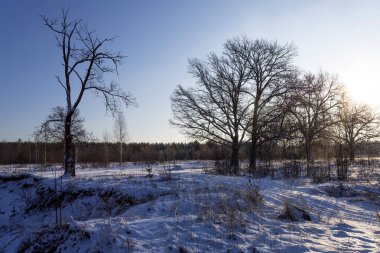 Kış ormanı ve parlak güneş ışınlarıyla manzara. Gün doğumu, gün batımı Güzel karlı ormanda