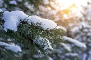 Güneşli bir günde karda çam dalı. Kış ve Noel arkaplanı