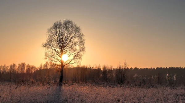 Güneşin Doğuşunda Güneşin Doğuşunda Bir Tarlada Yapayalnız Huş Ağacı Rahatlama — Stok fotoğraf