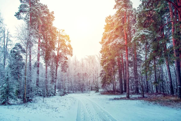 Hermoso Paisaje Invierno Con Árboles Cubiertos Nieve Día Soleado — Foto de Stock