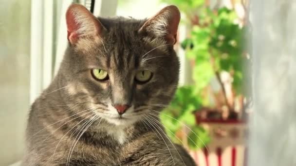 Fermer Chat Gris Repose Sur Fenêtre Voir Sur Vous — Video