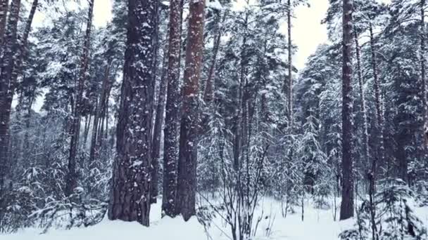 Сосновый Лес После Снегопада Зимой — стоковое видео