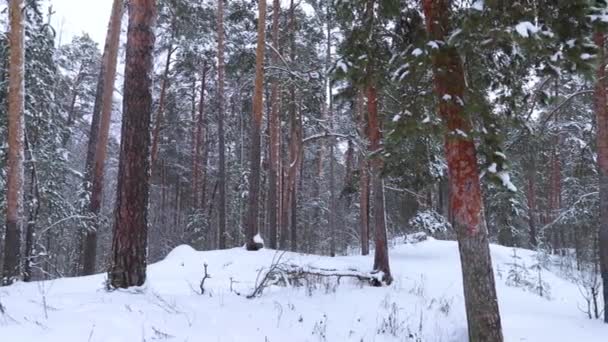 冬季降雪后的松树林 — 图库视频影像