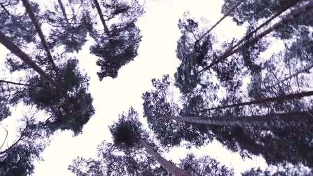 겨울에는 소나무 사이를 카메라로 합니다 아래에서 바라봄 — 비디오