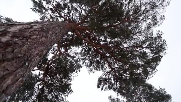 Fényképezőgép Között Mozog Fenyő Banya Fák Télen Kilátás Alulról Felfelé — Stock videók