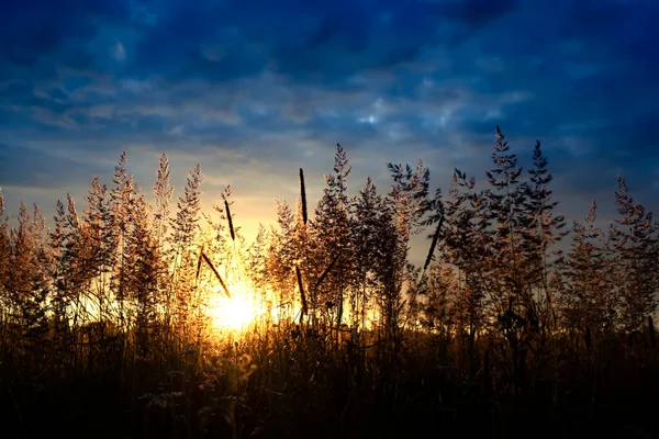 Silhouette of grass against the golden sunrise background in summer time