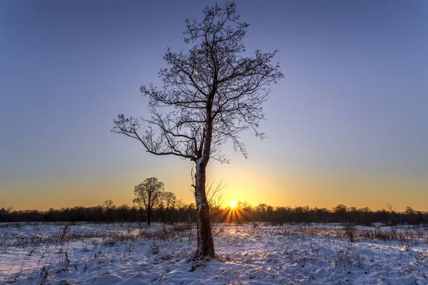Vinterlandskap med ett ensamt träd vid soluppgången. Soluppgång, solnedgång i vacker snöig skog. — Stockfoto