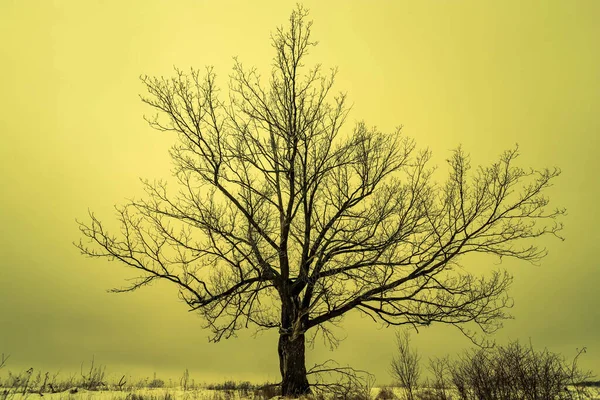 Paisaje invernal con un árbol solitario al amanecer. Salida del sol, puesta del sol en un hermoso bosque nevado. —  Fotos de Stock