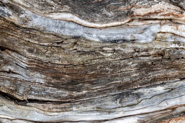 Eski bir ağacın yapısı.