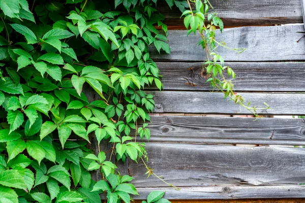 Hojas Verdes Sobre Viejo Fondo Gris Madera — Foto de Stock