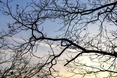 Ağaç dallarının siluetleri gökyüzüne karşı yapraksız