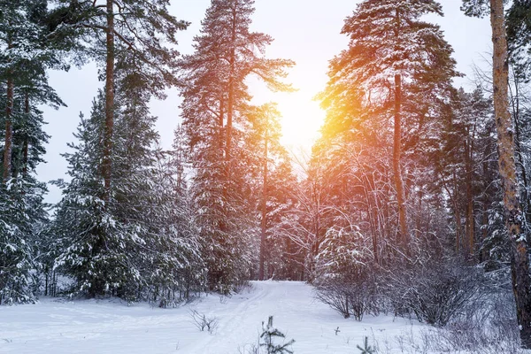 Noel arkaplanda karlı köknar ağaçları var. Kış çamı orman manzarası