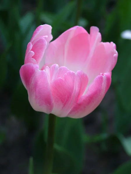 Bellissimo Tulipano Rosa Natura Vicino — Foto Stock