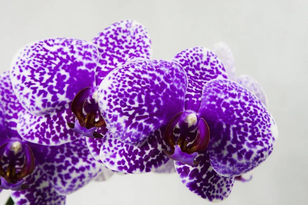 Focus Stacked Image of Six Purple and White Orchids Phalaenopsis