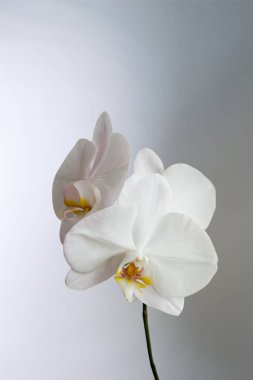 Güzel beyaz çiçek orkide Phalaenopsis