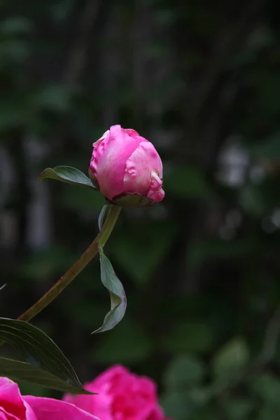 Beautiful Blooming Pink Rose Flower — Stock Photo, Image