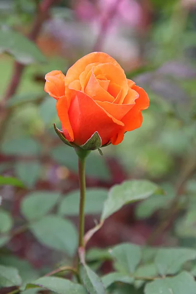 Hermosa Rosa Roja Jardín — Foto de Stock