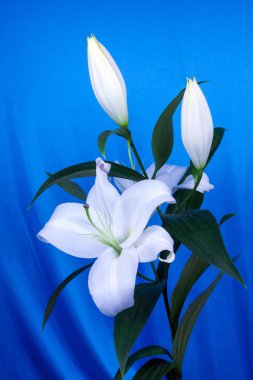 Güzel beyaz zambak çiçeği. Mavi arka plan