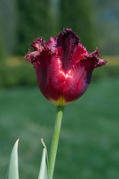 Tulipán Rizo Rojo Fondo Primavera — Foto de Stock