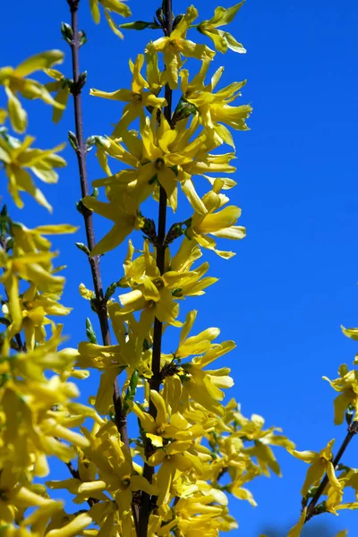 Blooming Forsythia Botanical Garden Spring Background — Stock Photo, Image