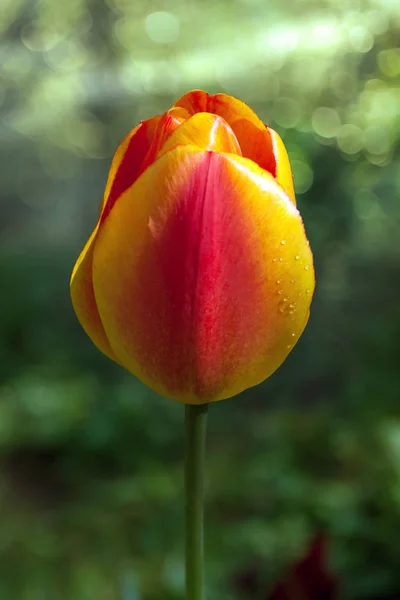 Glade Many Beautiful Red Tulips — Stock Photo, Image