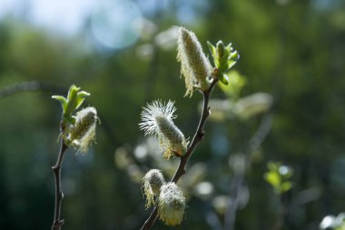 Çiçek açan söğüt. Botanik Bahçesi. Bahar arka planı