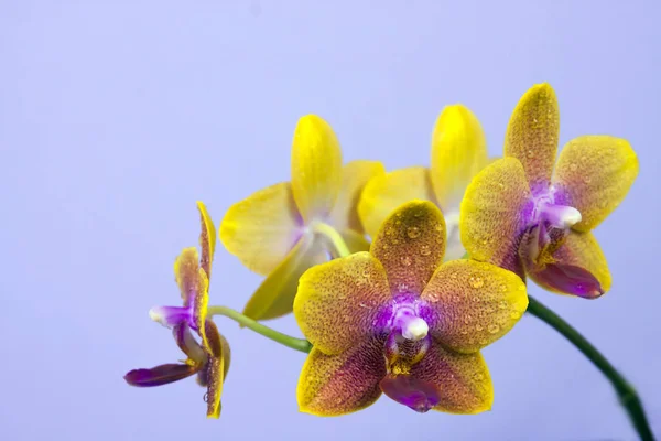 Belle Orchidée Jaune Phalaenopsis Sur Fond Lumineux — Photo