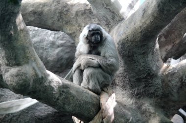 Konsantre maymun onu ilginç konu dikkate alır.  