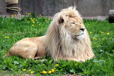 Sarı renklerle temizleyerek bir yeşil aslan yatıyor  