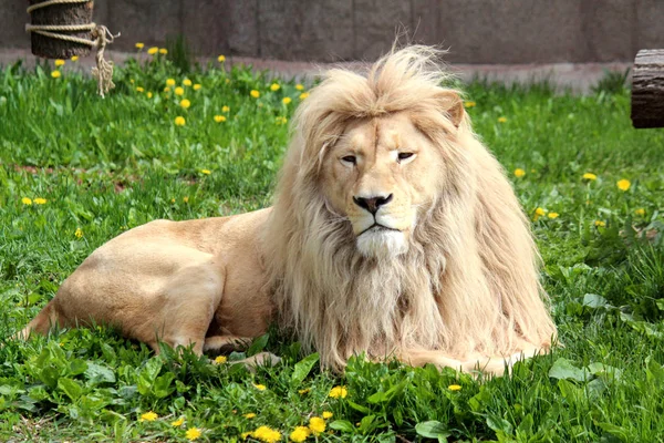 Lion Repose Sur Une Clairière Verte Aux Couleurs Jaunes — Photo