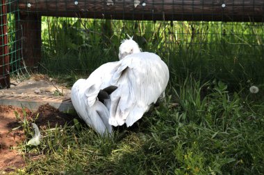 Büyük Gaga ile Pelikan smartens ve plumelets temizler