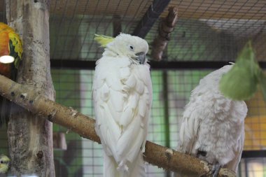 Papağan - yağmur ormanlarında yaşayan gürültülü kuş 