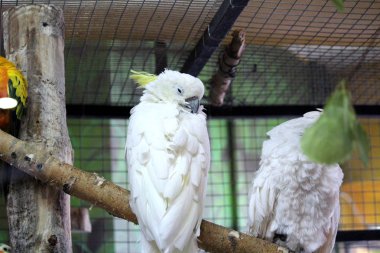 Papağan - yağmur ormanlarında yaşayan gürültülü kuş 